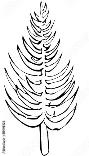 polskie drzewa iglaste line art modrzew drzewo