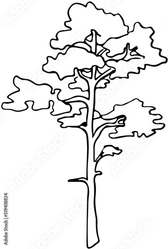polskie drzewa iglaste line art sosna drzewo