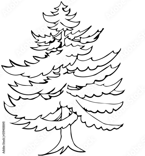 polskie drzewa iglaste line art sosna limba drzewo