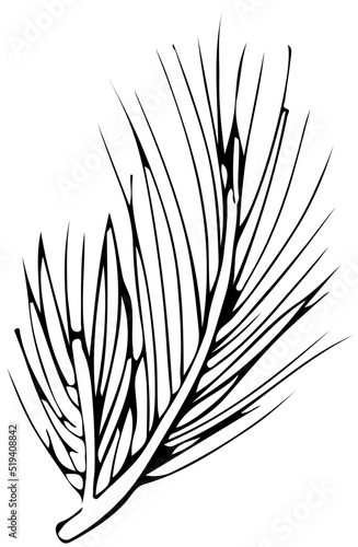 polskie drzewa iglaste line art sosna limba liść