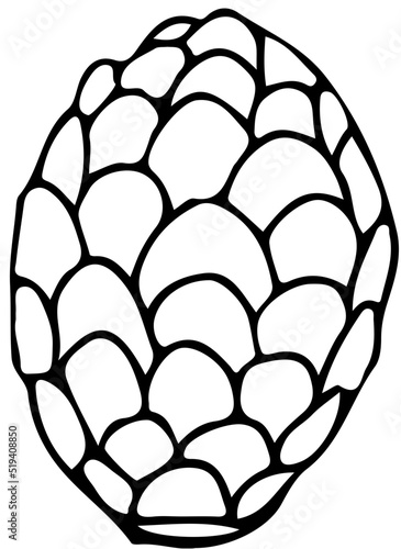 polskie drzewa iglaste line art sosna limba owoc