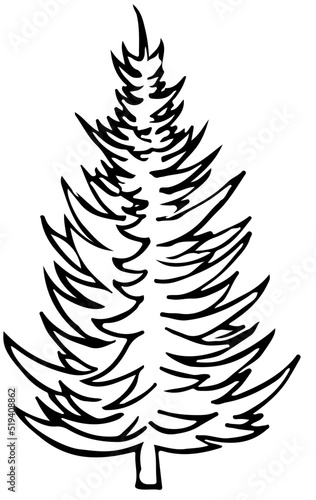 polskie drzewa iglaste line art świerk drzewo
