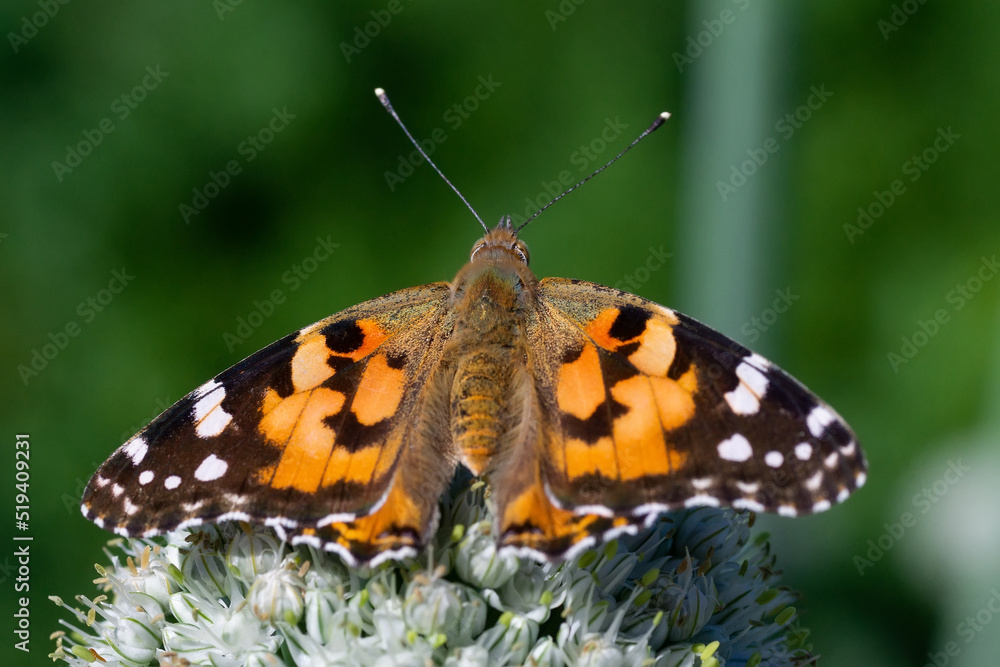 Butterfly on blossom flower in green nature.... Butterfly on blossom flower in green nature....