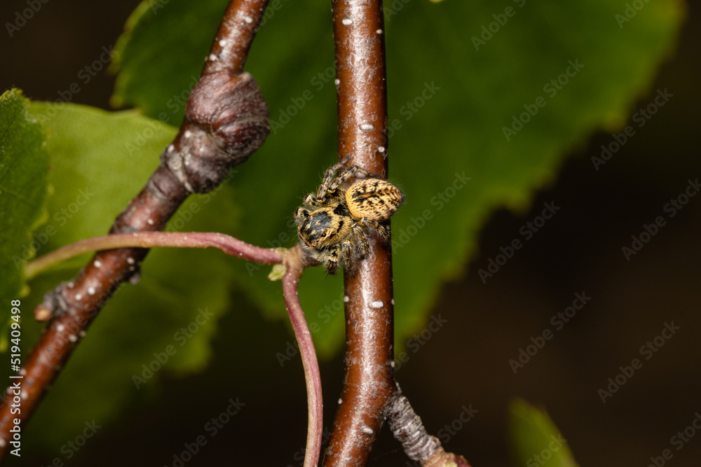 Beautiful jumping spider in nature