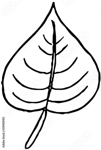 Polskie drzewa liściaste line art liść topoli