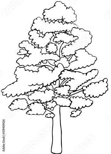 Polskie drzewa liściaste line art olcha drzewo
