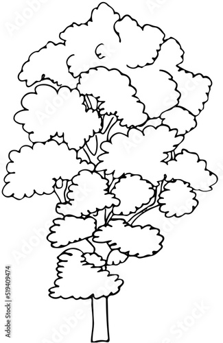 Polskie drzewa liściaste line art wiąz drzewo