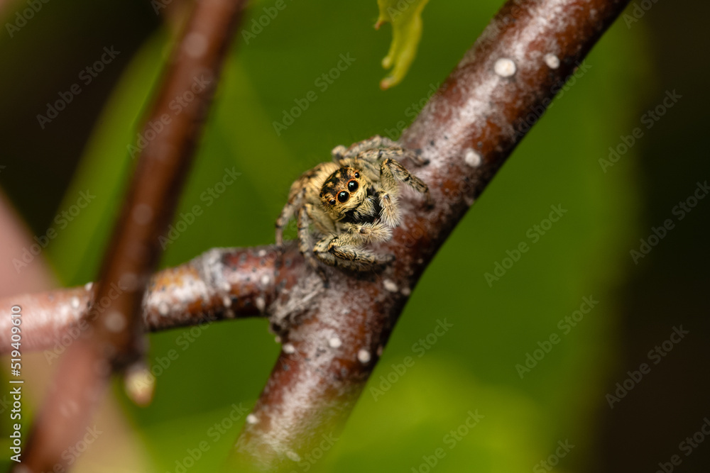 Beautiful jumping spider in nature