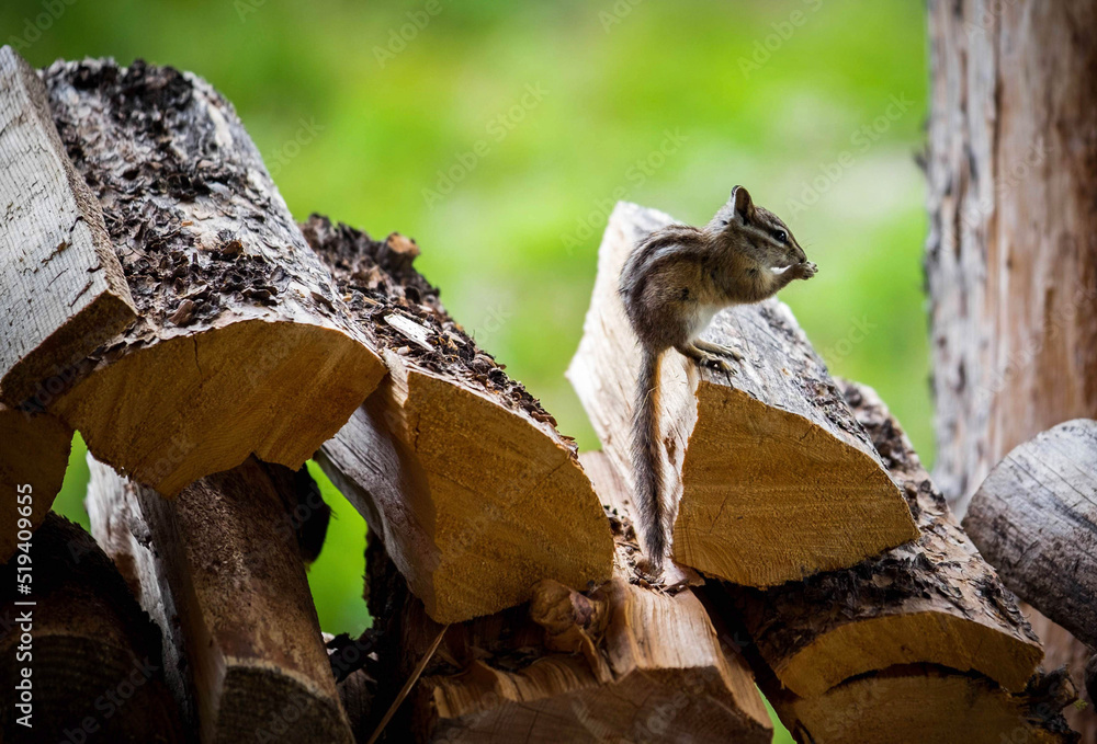 Obraz premium chipmunk