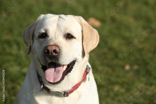 Yellow Labrador outdoors on sunny day, closeup. Space for text