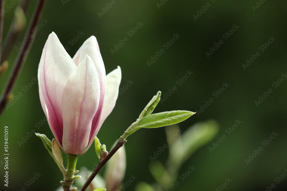 Magnolia tree with beautiful flower on blurred background, closeup. Space for text