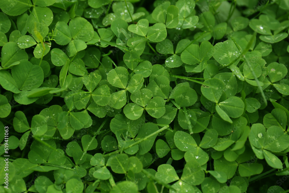 Fototapeta premium Beautiful green clover leaves and grass with water drops, top view