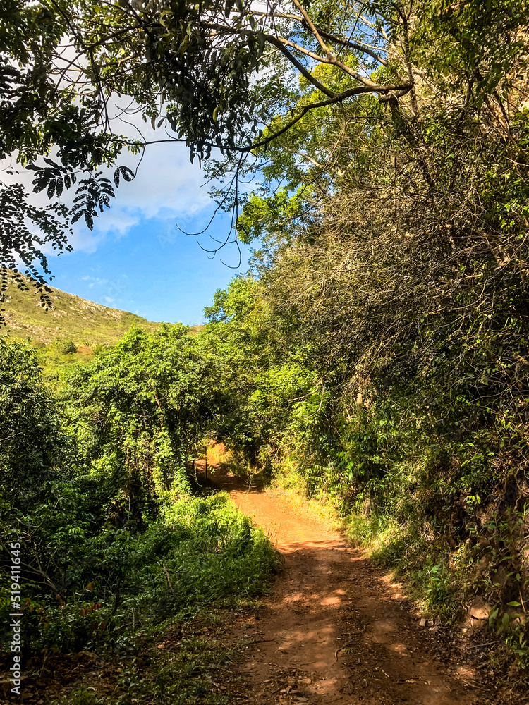 Fototapeta premium path in the woods