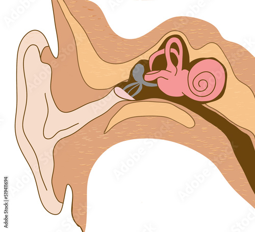 Anatomy of human ear on white background. Illustration photo