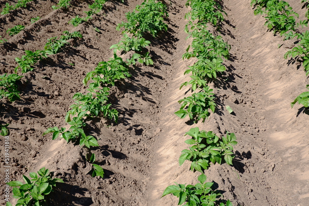 A summer agricultural field and a ripening potato crop in the rows.Landscape with agricultural land.Dry land in a potato field A summer agricultural field and a ripening potato crop in the rows.Landscape with agricultural land.Dry land in a potato field