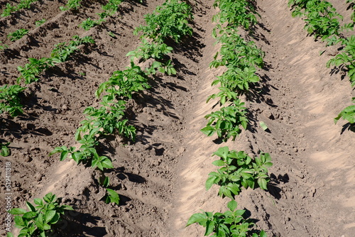 A summer agricultural field and a ripening potato crop in the rows.Landscape with agricultural land.Dry land in a potato field