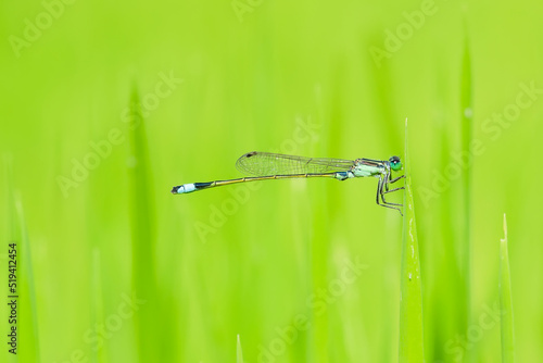 Wallpaper Mural damselflies on a green leaf Torontodigital.ca