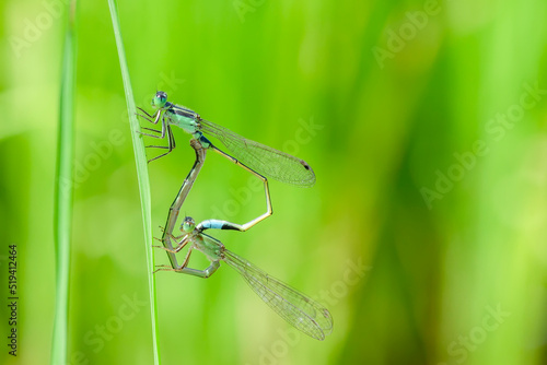 Wallpaper Mural blue damselflies on a green leaf Torontodigital.ca