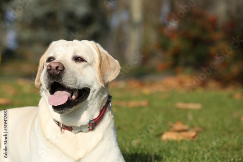 Yellow Labrador lying in park on sunny day. Space for text