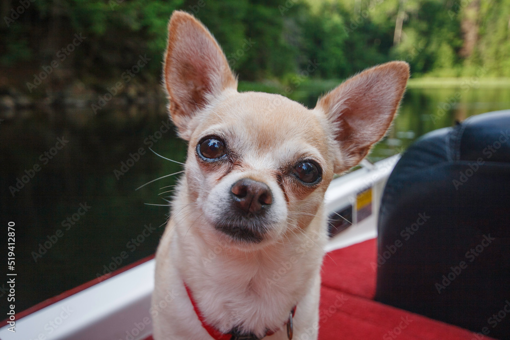Chihuahua face up close on a boat.
