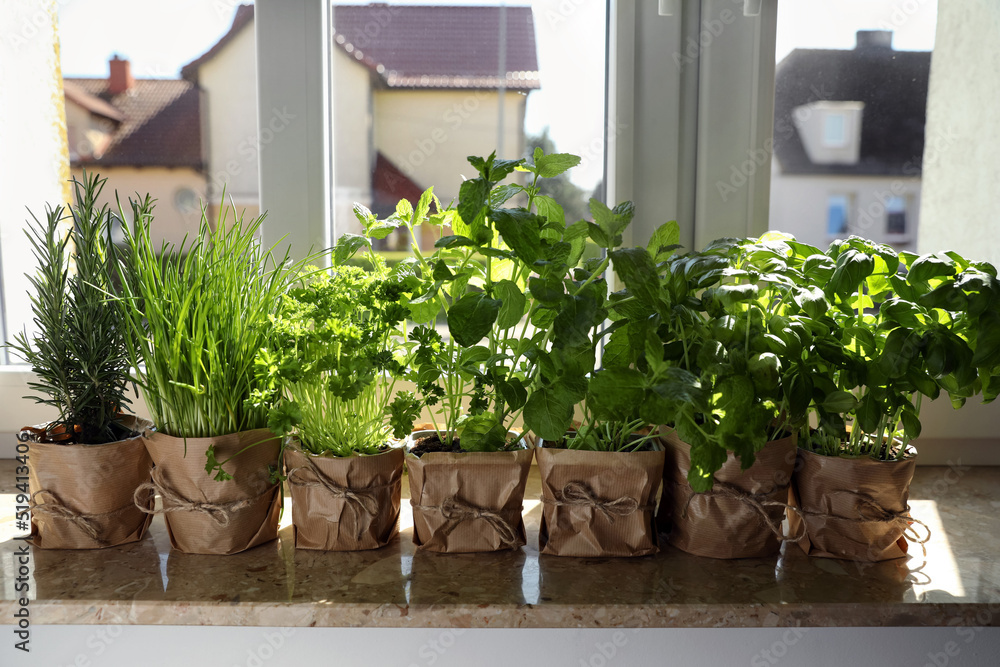 Different aromatic potted herbs on windowsill indoors