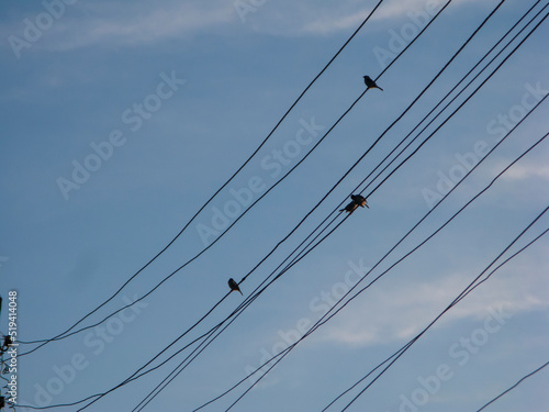 photo of sparrows on wires against a blue sky background