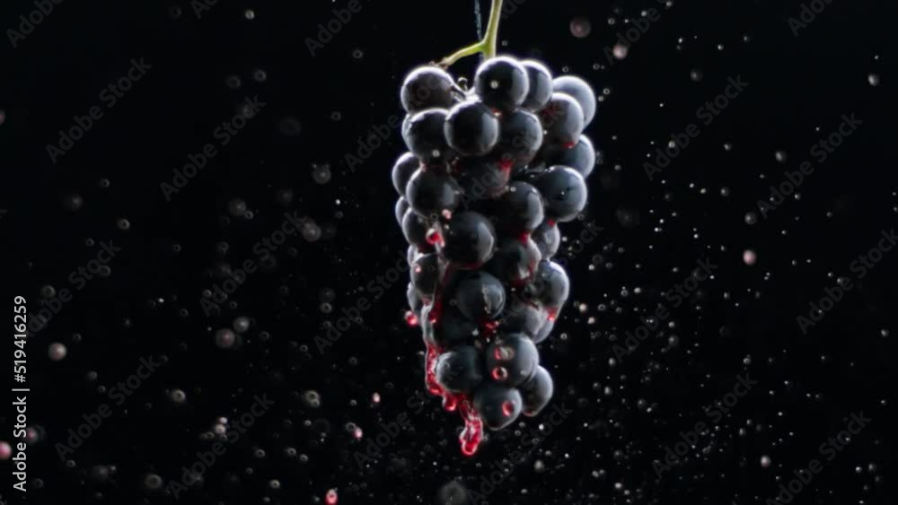 Fresh black grapes rotation on isolated black background on super slow motion. Grapes close up. Loop motion. Beautiful stock footage for wine commercial. Taste Luxury Grapes. Quality Creative Vine. Fresh black grapes rotation on isolated black background on super slow motion. Grapes close up. Loop motion. Beautiful stock footage for wine commercial. Taste Luxury Grapes. Quality Creative Vine.
