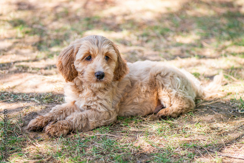 Obraz na płótnie Welpen - Cockapoo - 8 Wochen Alt w salonie