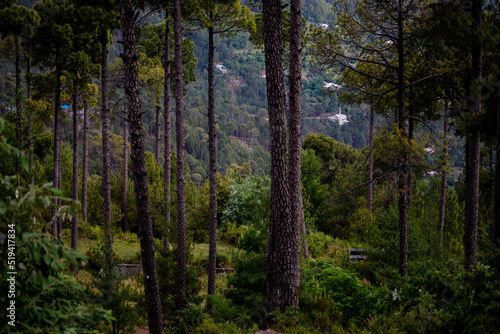 forest in the morning