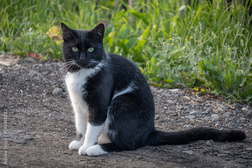 A rustic domestic mongrel black and white fluffy cat with heterochromia is sitting on a country road. Cute pets with beautiful eyes. Favorite pets. Taking care of stray animals. A rustic domestic mongrel black and white fluffy cat with heterochromia is sitting on a country road. Cute pets with beautiful eyes. Favorite pets. Taking care of stray animals.