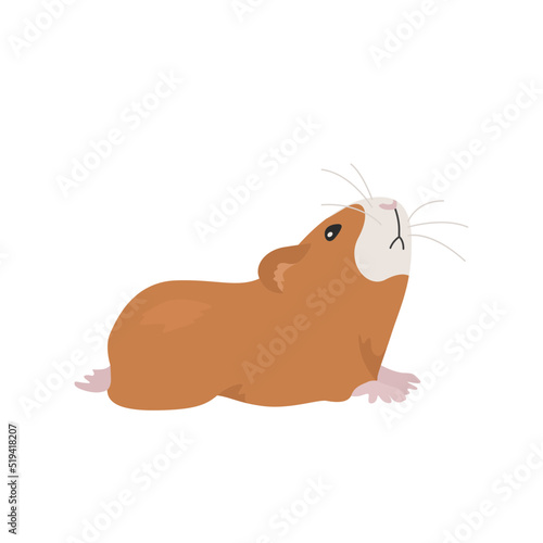 Hamster Background Very Cool