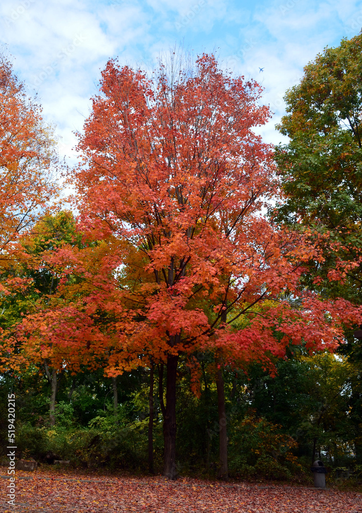 autumn trees