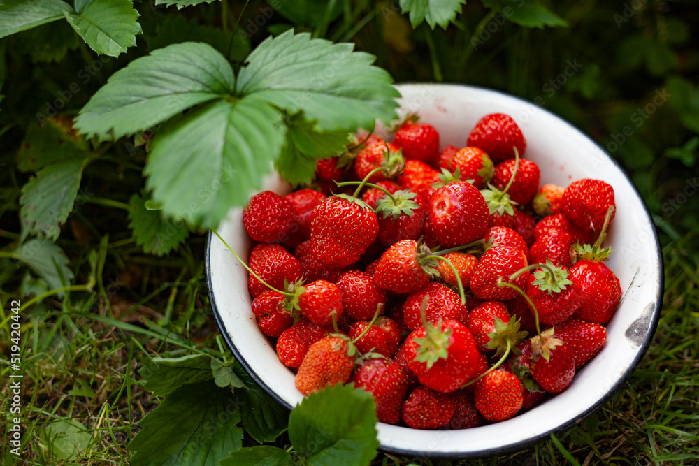 Plate with ripe strawberries among green grass in the garden Plate with ripe strawberries among green grass in the garden