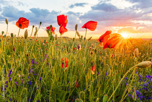 blooming red poppies in the field at sunset. The sky with clouds is colored orange. Photographed outside Prague on a field in Dolní Břežany