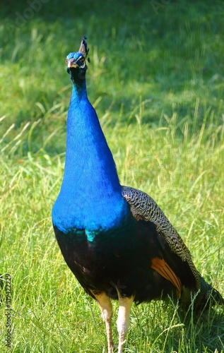peacock on the grass