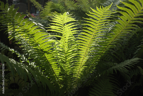 The rays of the sun in the leaves of ferns ...