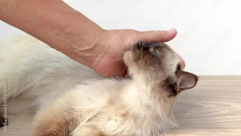 beautiful siamese cat is sitting lying on the floor,petted by owner,woman hand caresses,stroking the animal,toucing the head and body.andry nervous upset kitty on winter scarf.domestic pet,love care. beautiful siamese cat is sitting lying on the floor,petted by owner,woman hand caresses,stroking the animal,toucing the head and body.andry nervous upset kitty on winter scarf.domestic pet,love care.