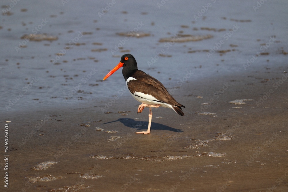 The beauty of American oystercatcher found in Xangri-lá in Rio Grande do Sul, Brazil. The beauty of American oystercatcher found in Xangri-lá in Rio Grande do Sul, Brazil.