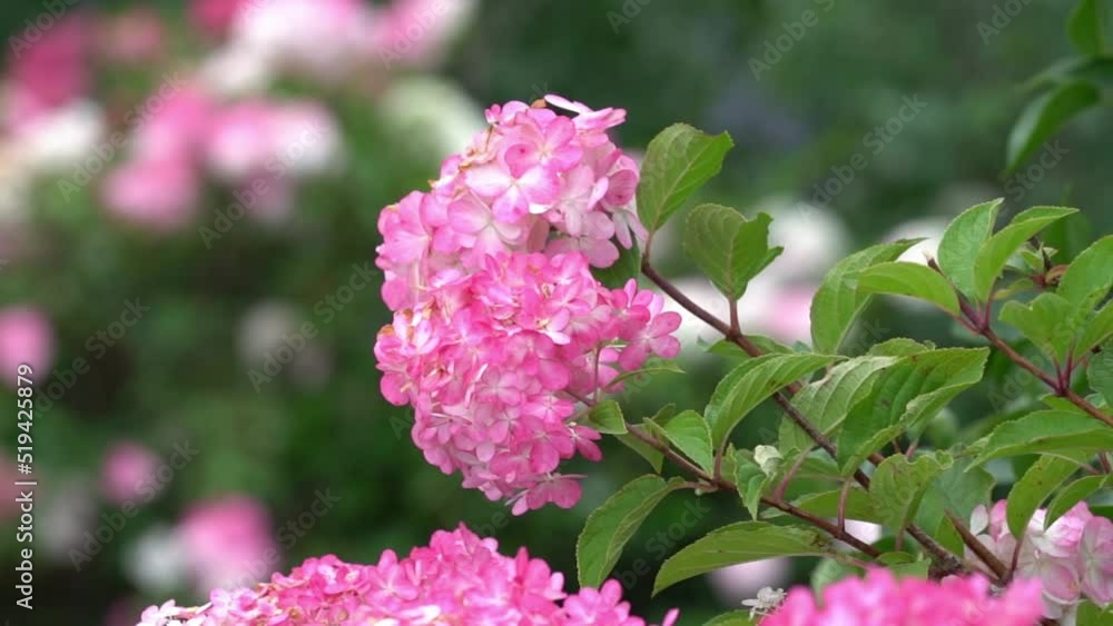 Close-up of pink hydrangea branches with green leaves. Hedge of pink and white hydrangea bushes. In spring and summer, flowers bloom in the city street garden. High quality FullHD footage Close-up of pink hydrangea branches with green leaves. Hedge of pink and white hydrangea bushes. In spring and summer, flowers bloom in the city street garden. High quality FullHD footage