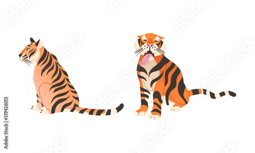 Adult Big Tiger with Striped Orange Fur as Largest Living Cat Species Vector Set