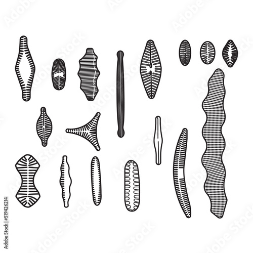Diatom are the member of the algal class Bacillariophyceae. Diatoms play the most important and prolific microscopic sea organisms and serve directly or indirectly as food for many animals.