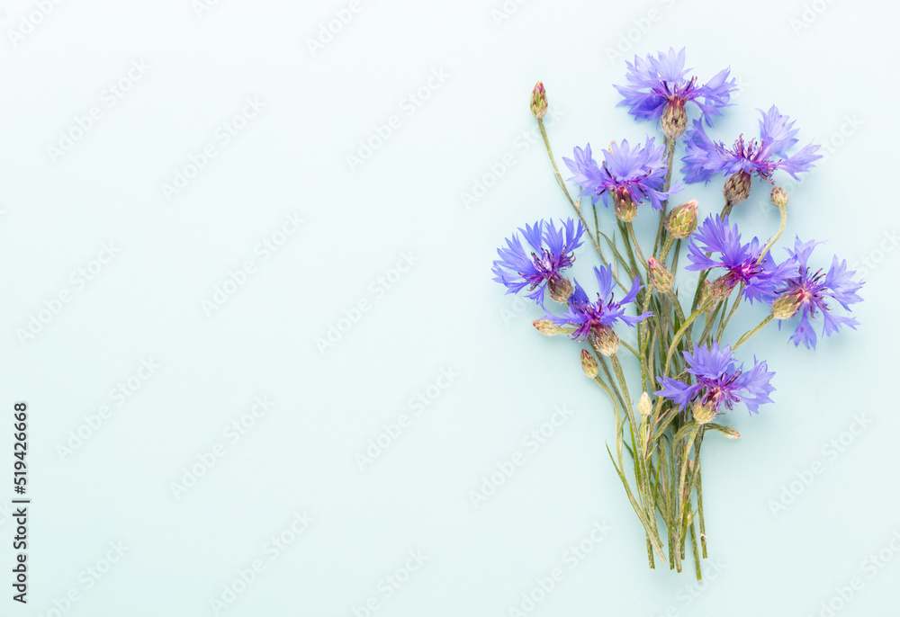Fototapeta premium Alternative Medicine. Centaurea cyanus, Cornflower Herb capsule, Nutritional Supplement.