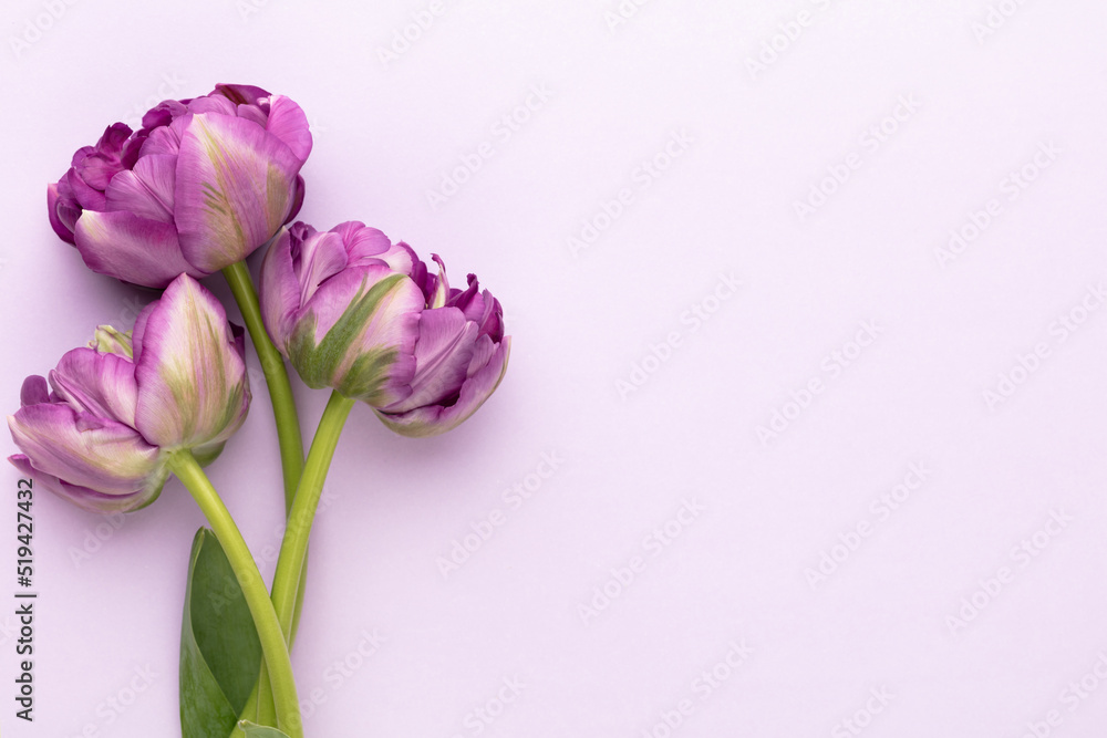 Obraz premium Lilac tulip flowers on pastel background.