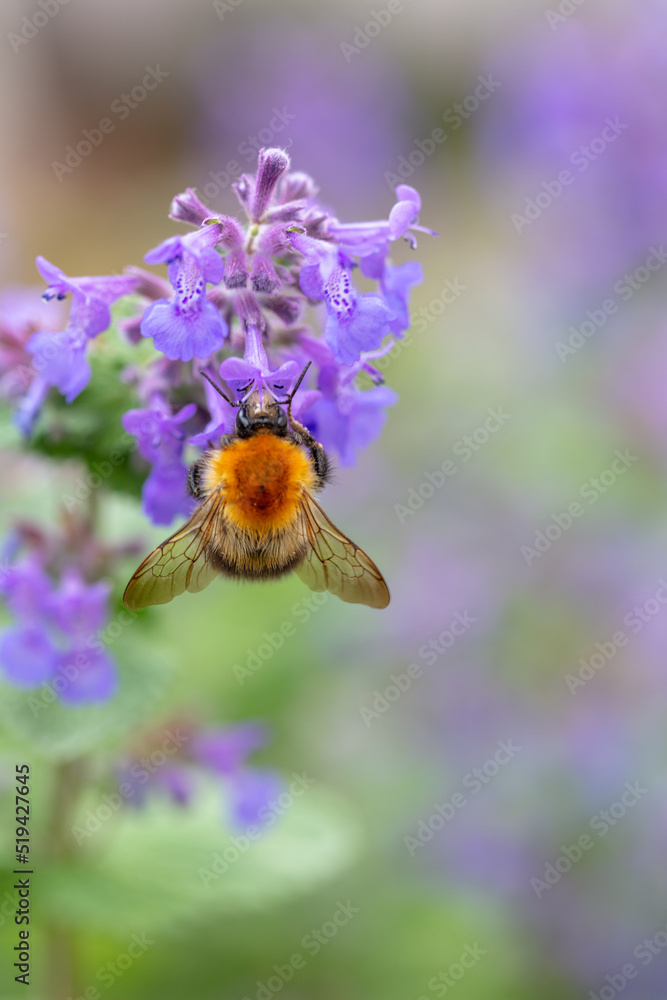 A bumblebee feeding on Fireweed flowers A bumblebee feeding on Fireweed flowers