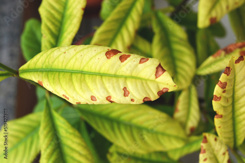 brown spots on ixora plant