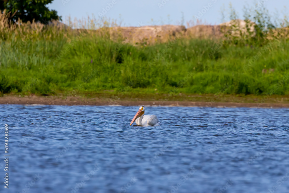 The  American white pelican (Pelecanus erythrorhynchos) on the hunt