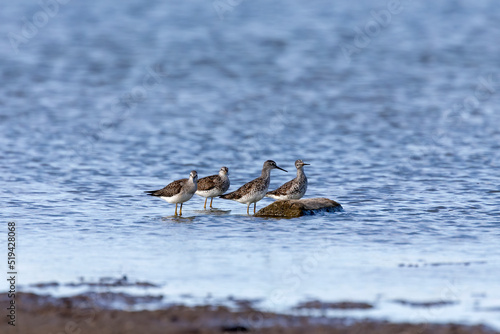 The short-billed dowitcher (Limnodromus griseus) on the shore of the lake Michigan