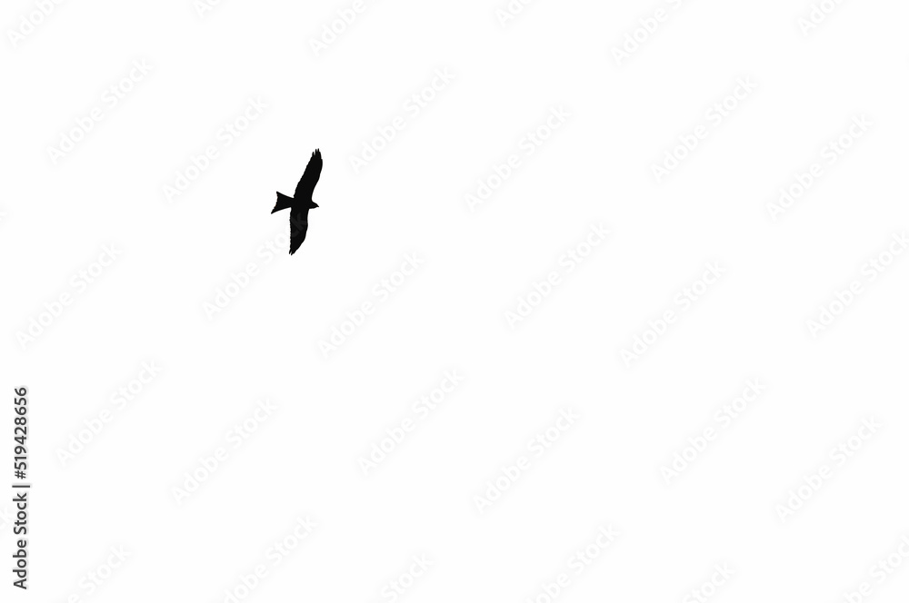 Fototapeta premium Silhouette of Lesser Kestrel, Falco Naumanni. Falcon with outstretched wings flying.
