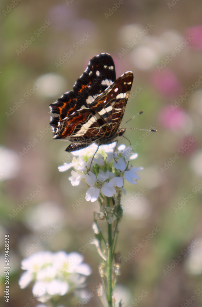 Brown butterfly Araschnia levana sits on a white flower in a meadow
Brown butterfly Araschnia levana sits on a white flower in a meadow