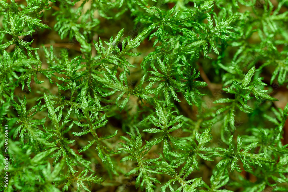 green moss closeup for background